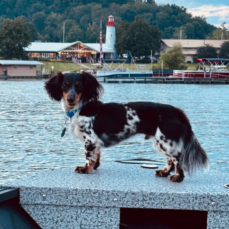 Dachshund standing on boat deck near lakeside lighthouse